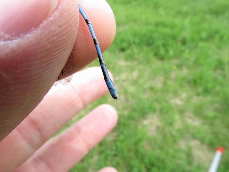 Photo of Northern Bluet