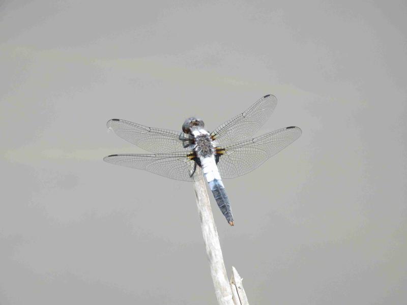 Photo of Chalk-fronted Corporal