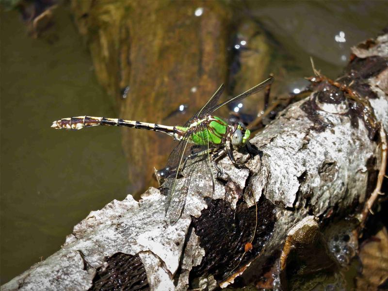 Photo of Sioux Snaketail