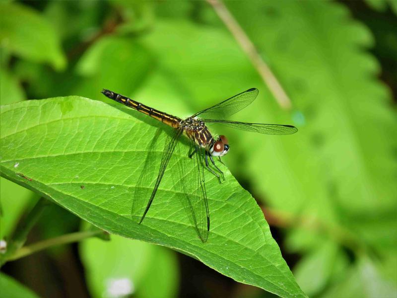 Photo of Blue Dasher