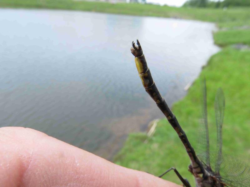 Photo of Dusky Clubtail