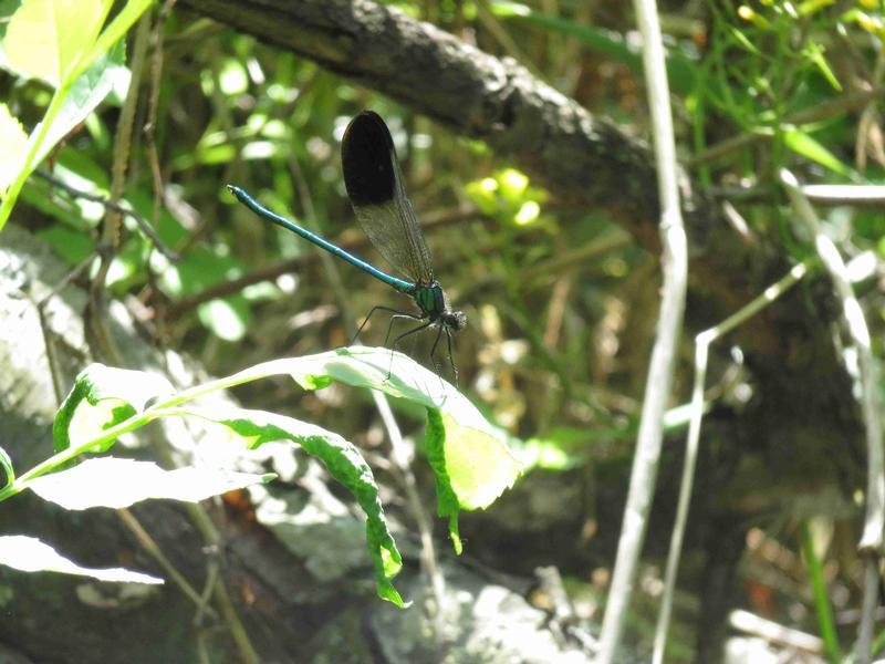 Photo of River Jewelwing