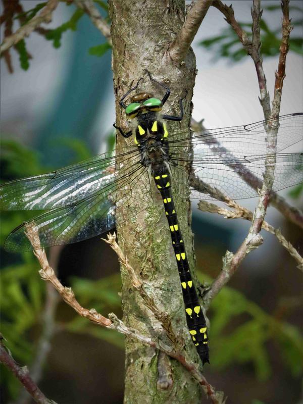 Photo of Twin-spotted Spiketail