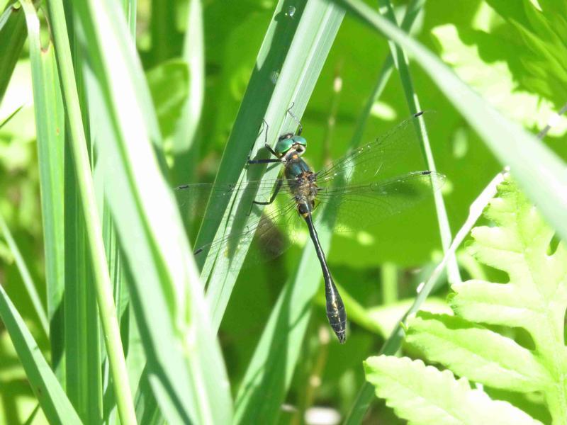 Photo of Racket-tailed Emerald