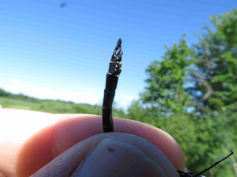 Photo of Spiny Baskettail