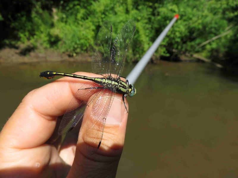 Photo of Midland Clubtail