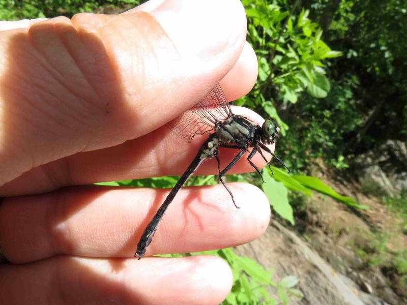 Photo of Mustached Clubtail