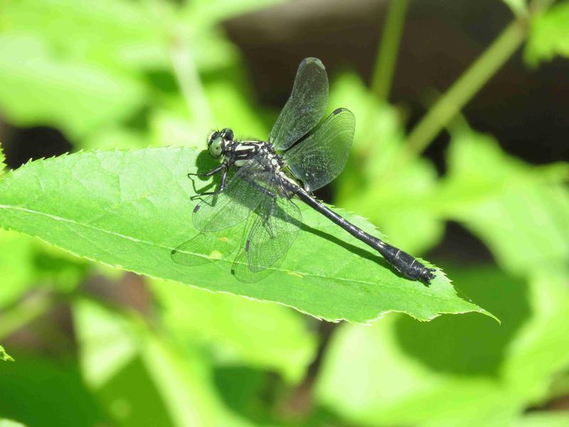 Photo of Mustached Clubtail