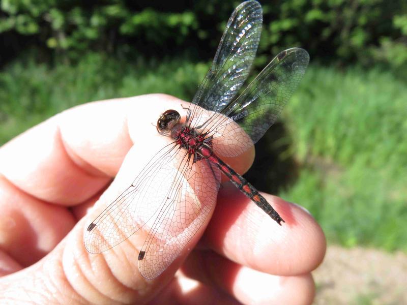 Photo of Hudsonian Whiteface