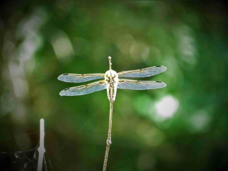 Photo of Four-spotted Skimmer