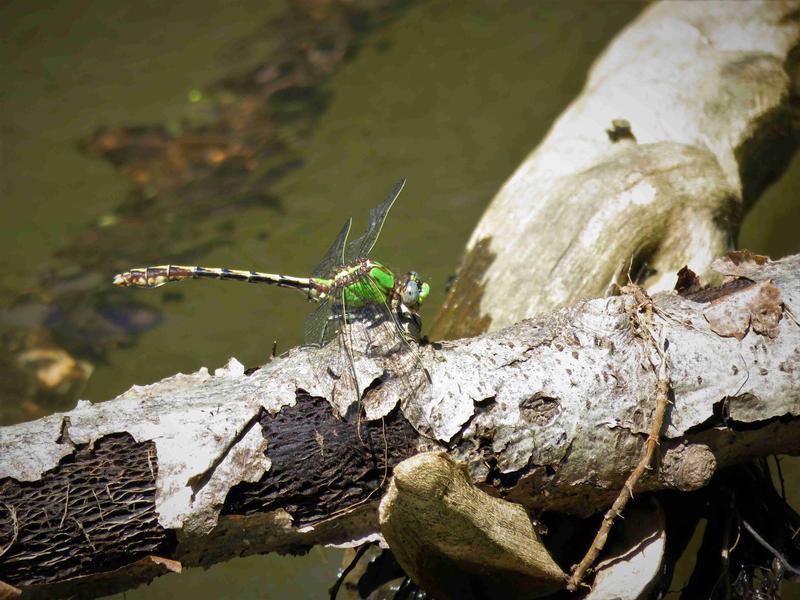 Photo of Sioux Snaketail