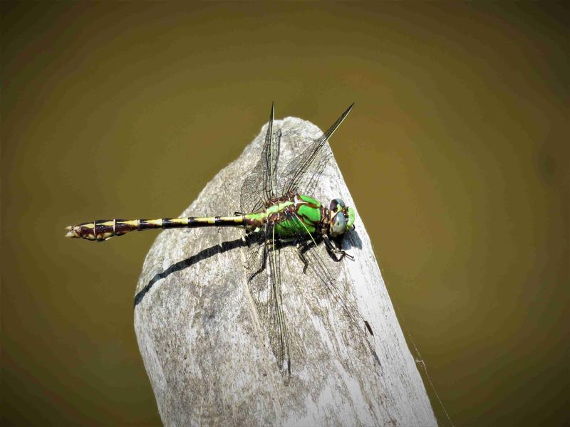 Photo of Sioux Snaketail