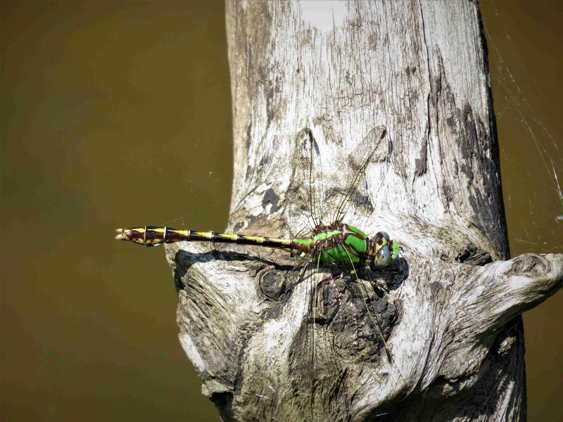 Photo of Sioux Snaketail