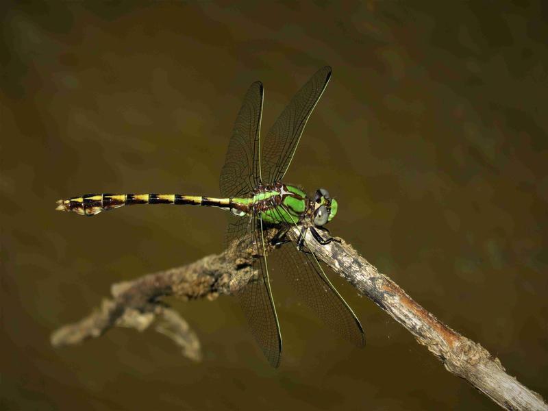 Photo of Sioux Snaketail