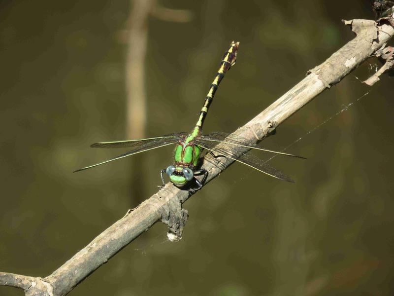 Photo of Sioux Snaketail