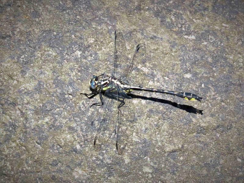 Photo of Rapids Clubtail