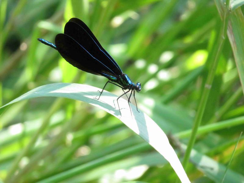 Photo of Ebony Jewelwing