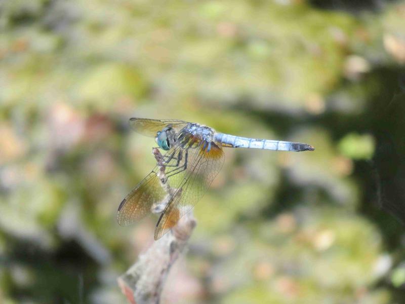 Photo of Blue Dasher