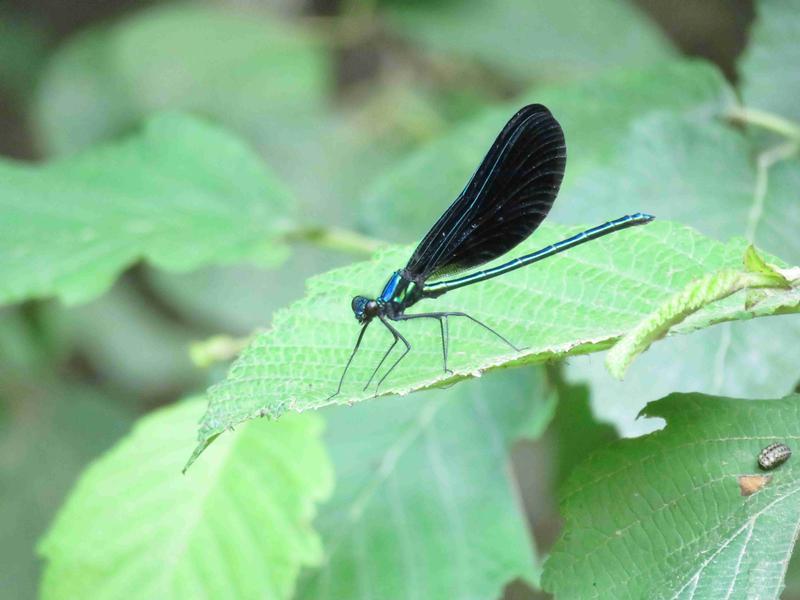 Photo of Ebony Jewelwing