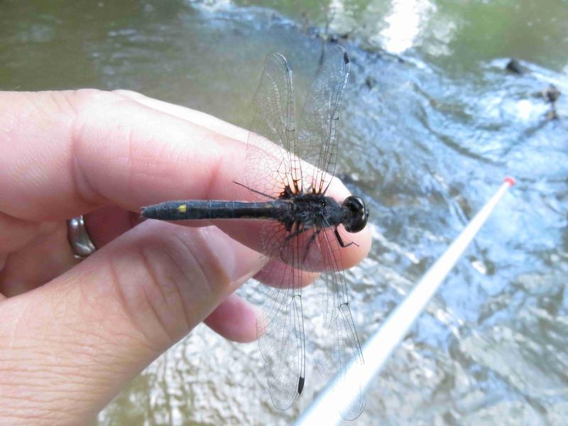 Photo of Dot-tailed Whiteface