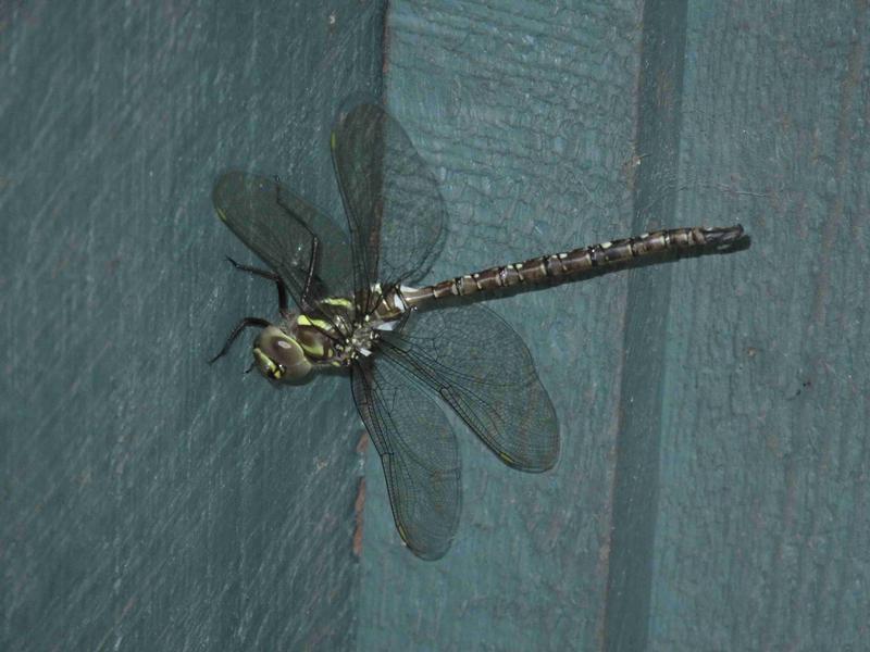 Photo of Shadow Darner