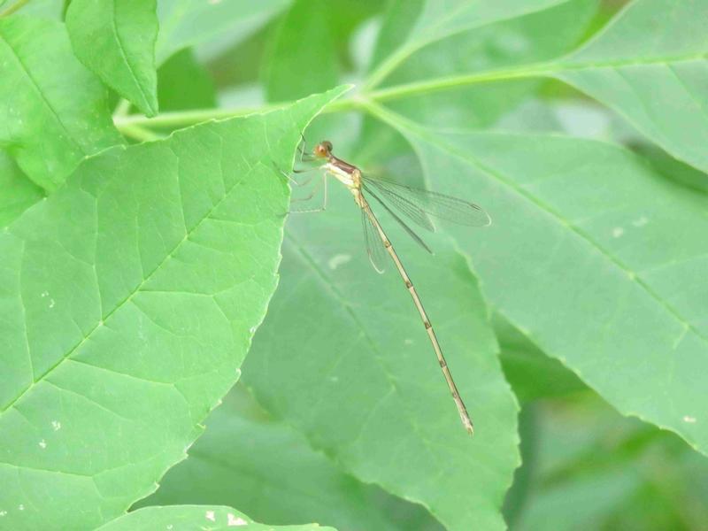 Photo of Slender Spreadwing