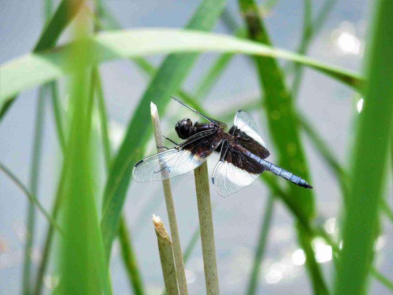 Photo of Widow Skimmer