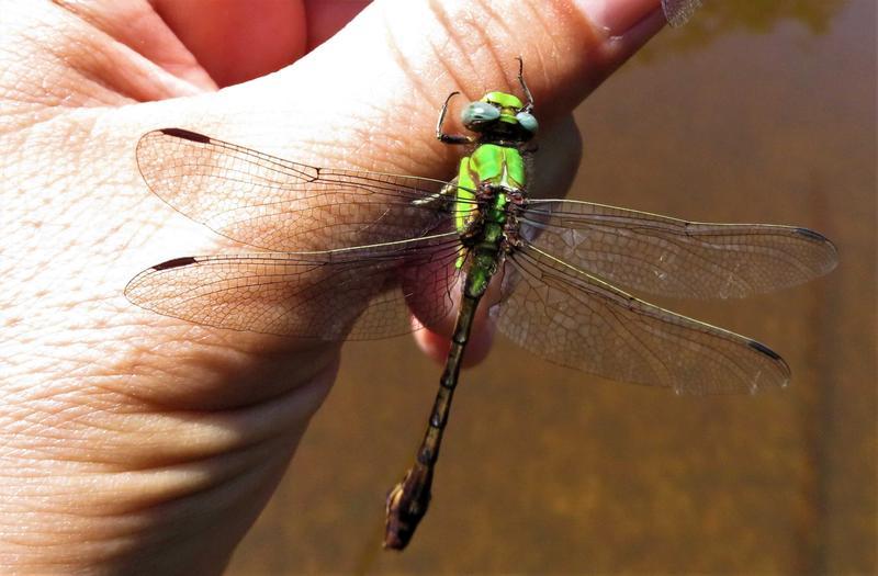 Photo of Rusty Snaketail