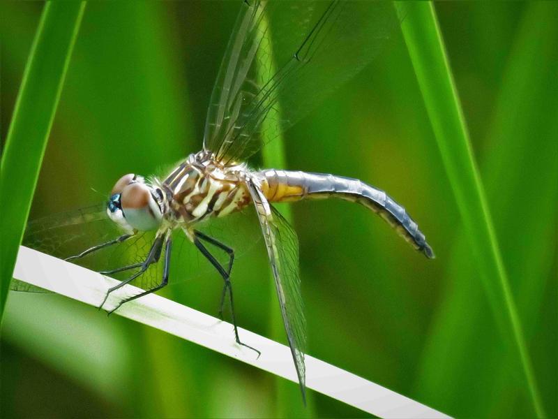 Photo of Blue Dasher