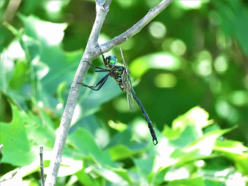 Photo of Clamp-tipped Emerald