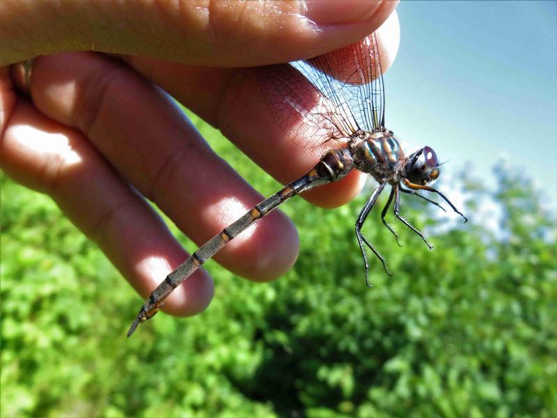 Photo of Incurvate Emerald