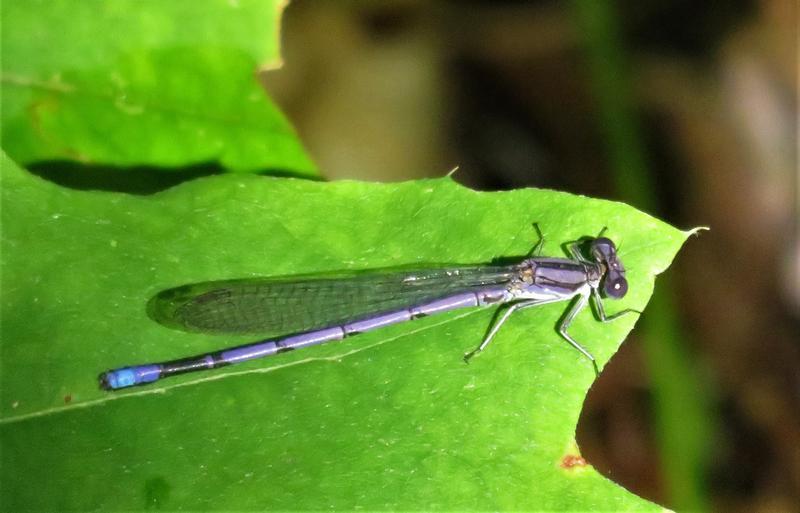 Photo of Variable Dancer (Violet Dancer ssp.)