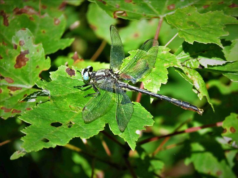 Photo of Lilypad Clubtail