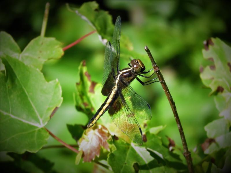 Photo of Widow Skimmer