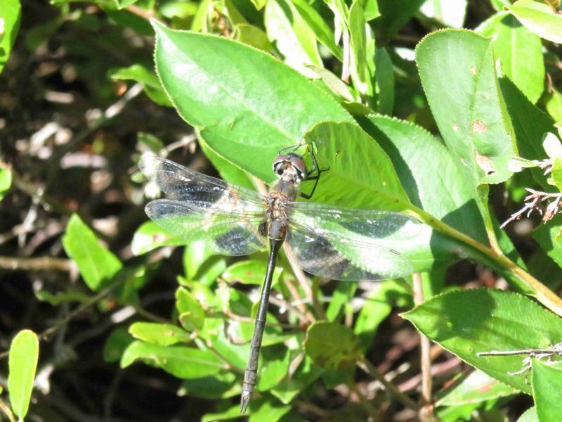 Photo of Delicate Emerald