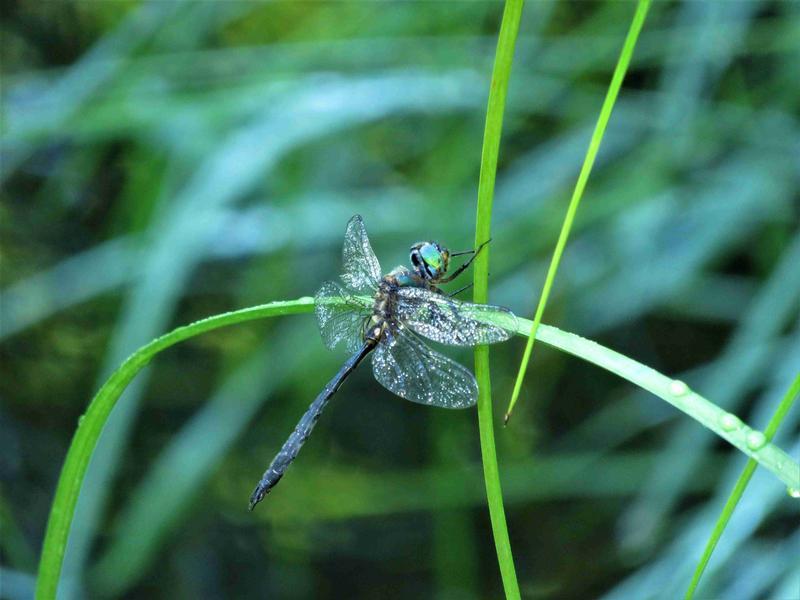 Photo of Kennedy's Emerald