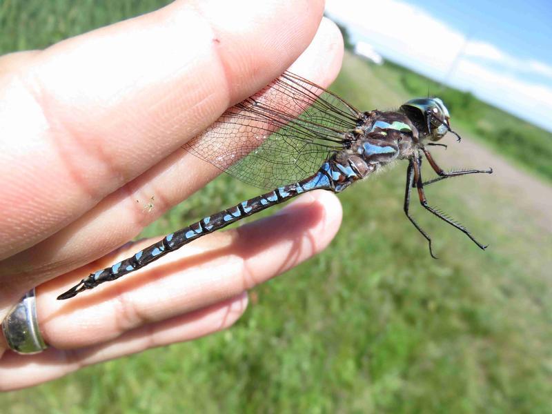 Photo of Canada Darner