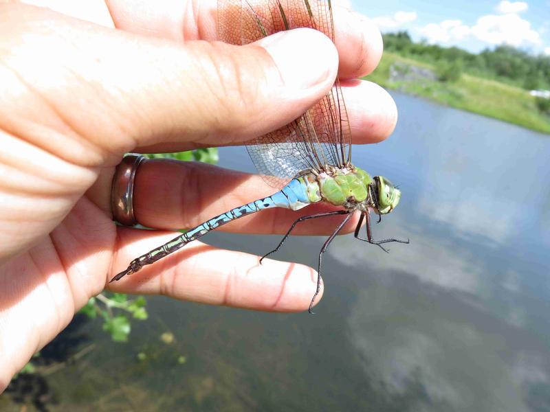 Photo of Common Green Darner
