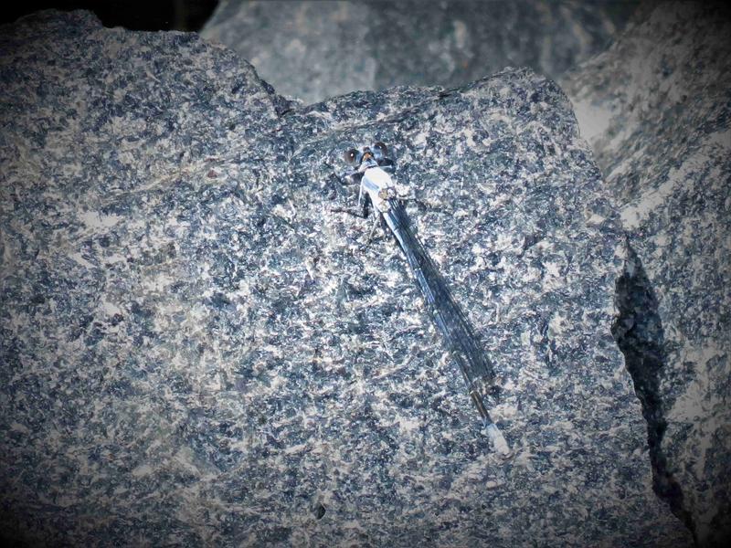 Photo of Powdered Dancer