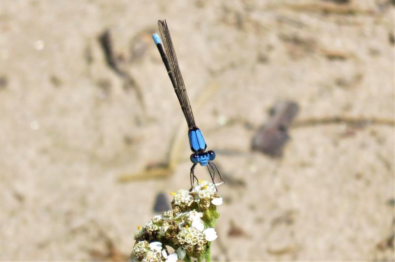 Photo of Blue-fronted Dancer