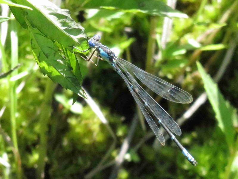 Photo of Aurora Damsel