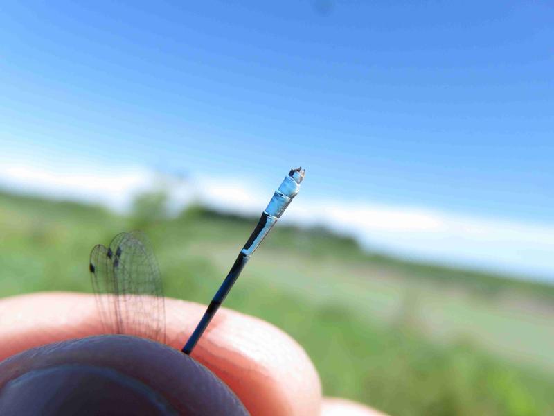 Photo of Hagen's Bluet
