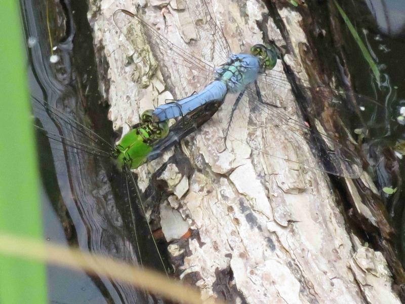 Photo of Eastern Pondhawk