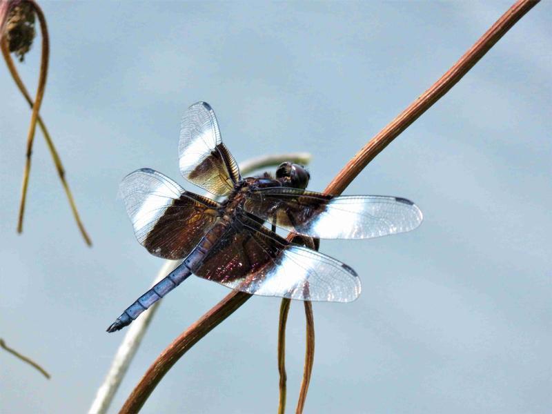Photo of Widow Skimmer