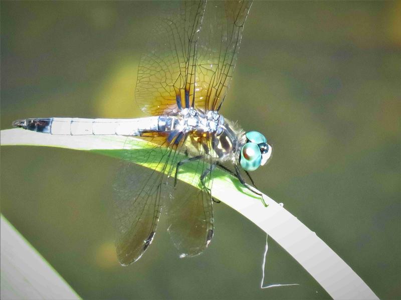 Photo of Blue Dasher