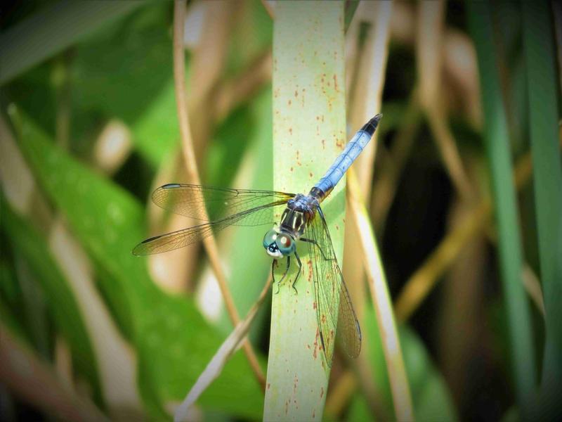 Photo of Blue Dasher