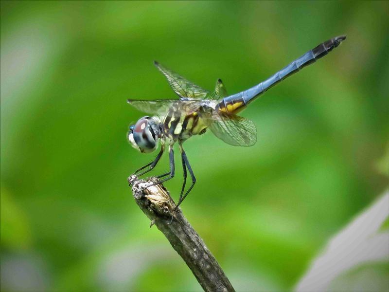 Photo of Blue Dasher