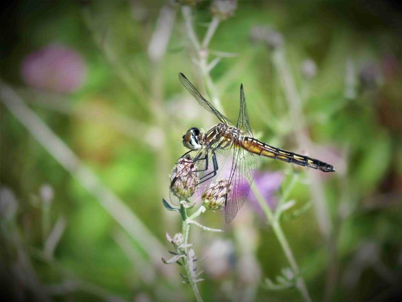 Photo of Blue Dasher