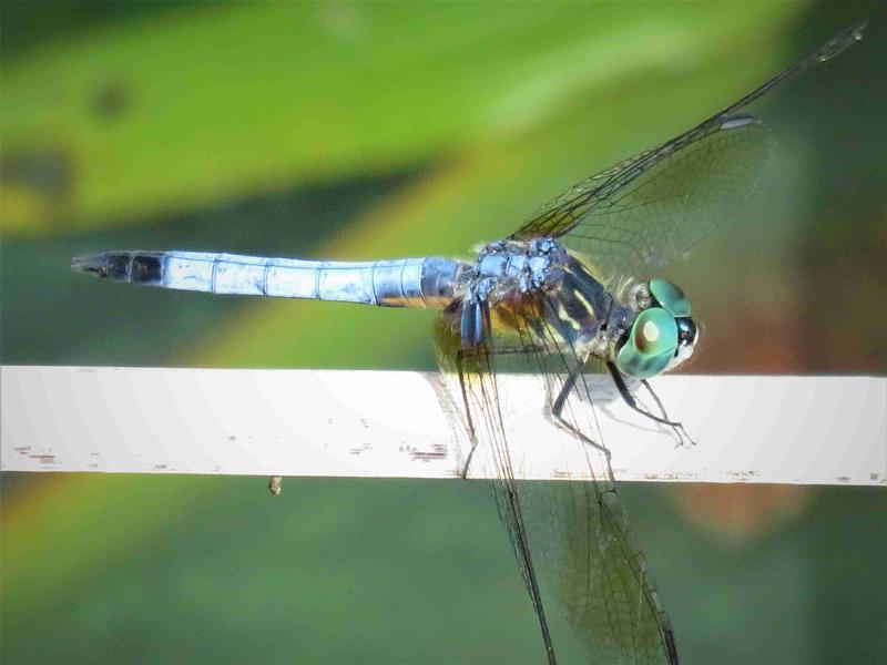 Photo of Blue Dasher