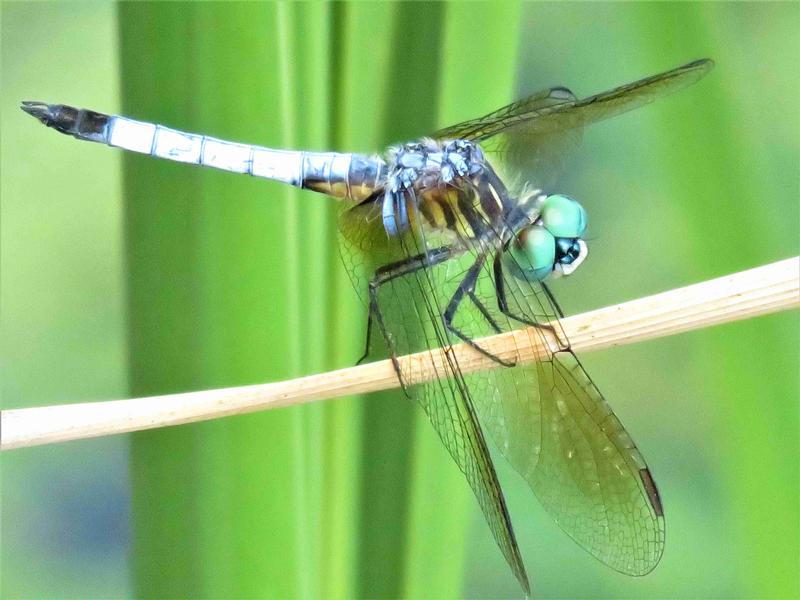 Photo of Blue Dasher
